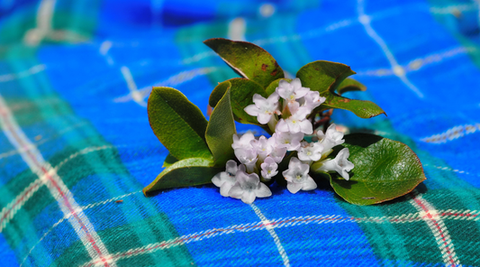 Botanical Bliss is Proud to Be Nova Scotia Loyal