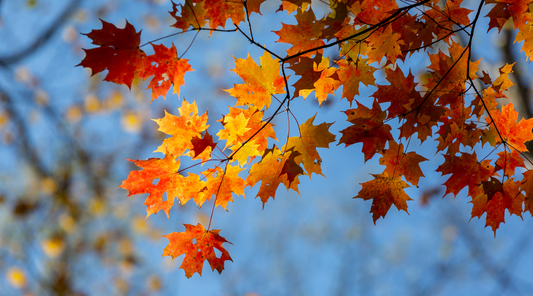 Botanical Bliss Joins the Fall Wellness Show