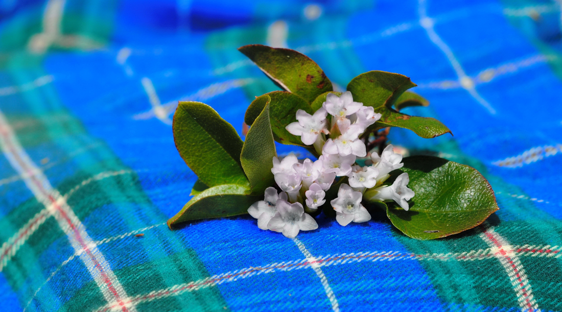 Botanical Bliss is Proud to Be Nova Scotia Loyal